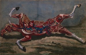 Anatomie van een paard, uit 