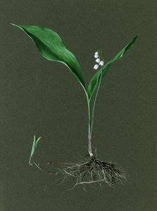 Convallaria majalis Lelietje-van-dalen, ca. 1870-1920