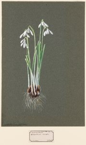 Galanthus nivalis L. Sneeuwklokje door Harold Drinkwater