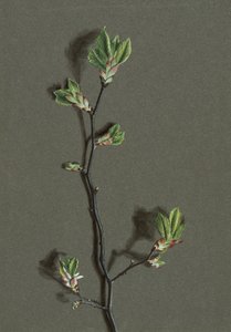 Wych Elm, c1870-1920