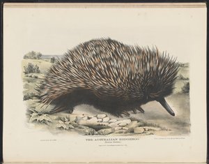 Zoogdieren van Australië (Krefft) Nla.obj-33627803-15 De Australische egel door Harriet Morgan