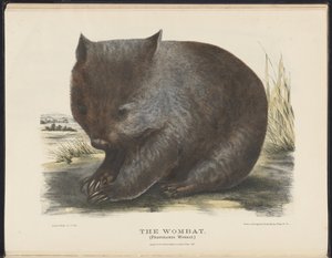 Zoogdieren van Australië (Krefft) Nla.obj-33627803-6 De wombat