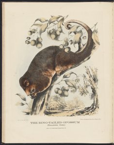 Zoogdieren van Australië (Krefft) Nla.obj-33627803-8 De ringstaartopossum