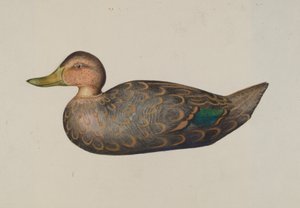 Lokvogel Eend