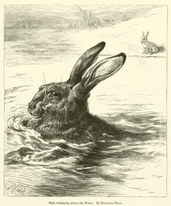 Haas zwemt over het water