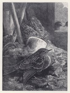 Kleine roodborst veilig gehuisvest (gravure) door Harrison William Weir