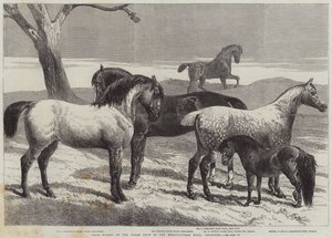 Prijswinnaars op de paardenbeurs in de Agricultural Hall, Islington