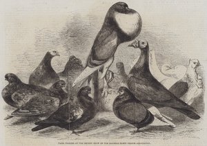 Prijsduiven op de Recente Show van de Halifax Fancy Pigeon Association