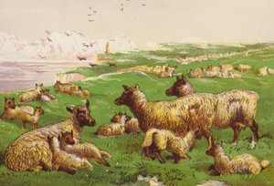 Schapen aan de zee door Harrison William Weir