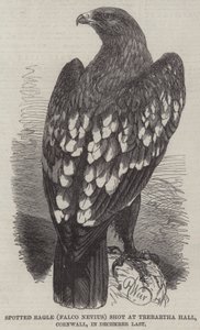 Gevlekte adelaar (Falco Nevius) geschoten bij Trebartha Hall, Cornwall, in december vorig jaar door Harrison William Weir
