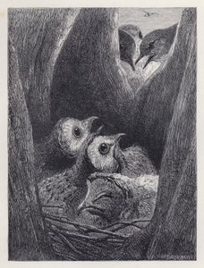 Het nest van jonge uilen door Harrison William Weir