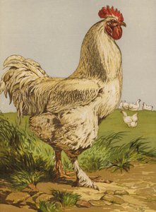 Witte Cochin Haan