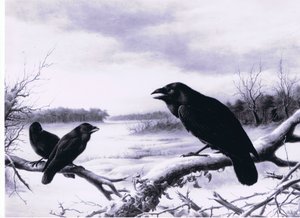 Raven in de winter door Harry Bright