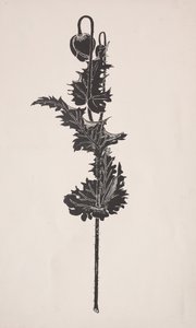 Bloemenstudie