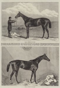 Renpaard