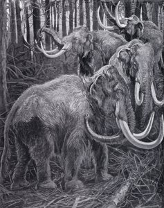 Mammoeten