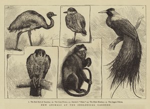 Nieuwe Dieren in de Dierentuin
