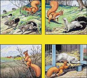 Kleine rode eekhoorn