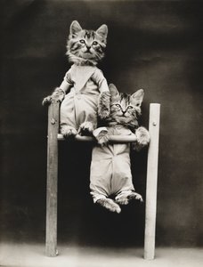 Kittieserie: Oefenen, c.1914 (zilverdruk)