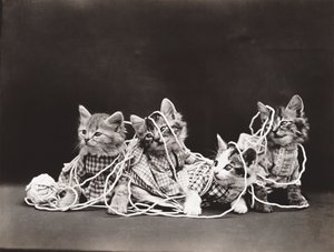 Kittieserie: Verward in garen, ca 1914 (zilverdruk)