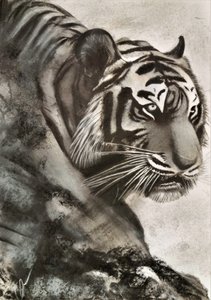 Tijger op jacht