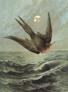 Fregatvogel