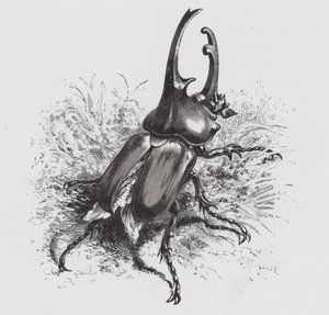 Het Insect: Kever door Hector Giacomelli