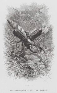 Het insect: Instrumenten van het insect