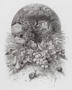 Het insect: Slakken (gravure)