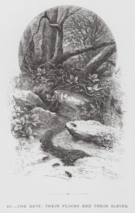 Het insect: De mieren, hun kuddes en hun slaven (gravure)