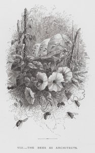 Het Insect: De Bijen als Architecten door Hector Giacomelli