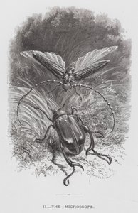 Het insect: De microscoop