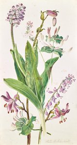 Turkse kap, orchidee, kamperfoelie door Heinrich Carl Schubert