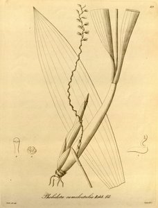 Illustratie van Pholidota camelostalix door Heinrich Gustav Reichenbach