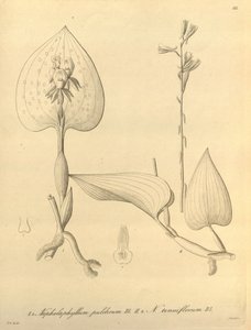 Dit bestand komt uit de Biodiversity Heritage Library en is online beschikbaar op biodiversitylibrary.org/page/696488 door Heinrich Gustav Reichenbach