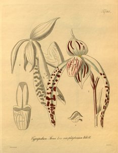 Dit bestand komt uit de Biodiversity Heritage Library en is online beschikbaar op biodiversitylibrary.org/page/698357
