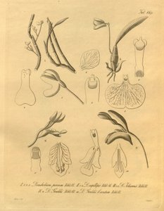 Dit bestand komt uit de Biodiversity Heritage Library door Heinrich Gustav Reichenbach