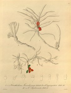 Dit bestand komt uit de Biodiversity Heritage Library en is online beschikbaar op biodiversitylibrary.org/page/696484