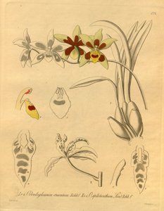 Dit bestand komt uit de Biodiversity Heritage Library, en is online beschikbaar op biodiversitylibrary.org/page/698370