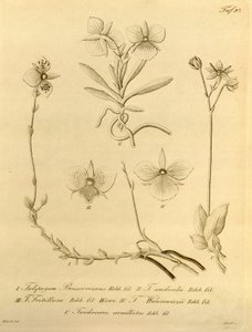 Dit bestand komt uit de Biodiversity Heritage Library en is online beschikbaar op biodiversitylibrary.org/page/696497 door Heinrich Gustav Reichenbach
