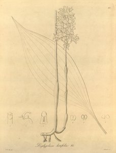 Dit bestand komt uit de Biodiversity Heritage Library, en is online beschikbaar op biodiversitylibrary.org/page/696480 door Heinrich Gustav Reichenbach