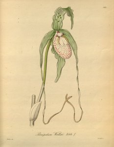 Dit bestand komt uit de Biodiversity Heritage Library, en is online beschikbaar op biodiversitylibrary.org/page/698377 door Heinrich Gustav Reichenbach