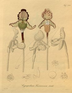 Dit bestand komt uit de Biodiversity Heritage Library en is online beschikbaar op biodiversitylibrary.org/page/698329