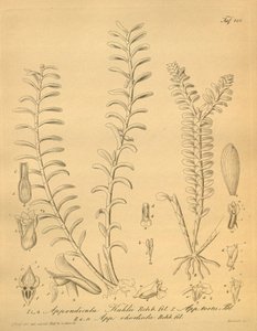 Illustraties van Appendicula kuhlii