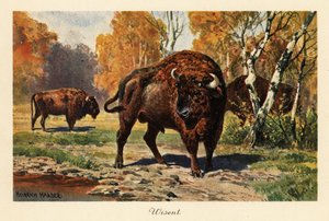 Europese bizon of zubr in een bosopen plek door Heinrich Harder