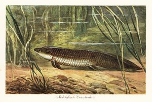 Uitgestorven Ceratodus latissimus tussen riet op de oceaanbodem