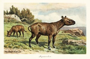 Hyracodon, uitgestorven geslacht van pony-achtige zoogdieren (print) door Heinrich Harder