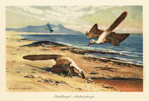 Twee Archeopteryx foerageren aan de kust
