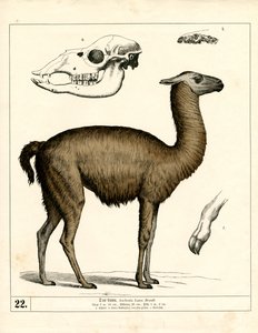  door Heinrich Leutemann