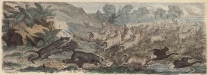 Tasmaanse tijgers die schapen aanvallen in Tasmanië